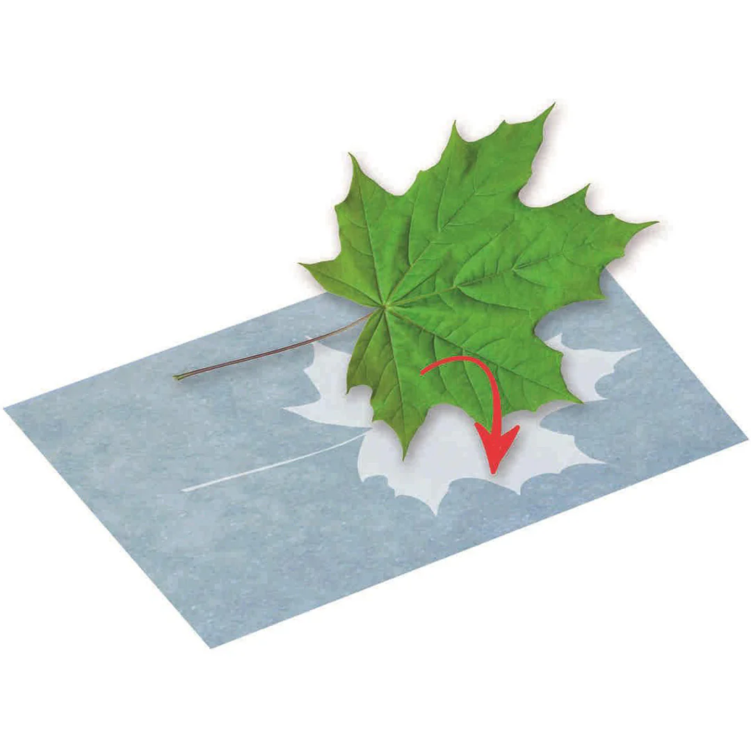 Miniatuur 2